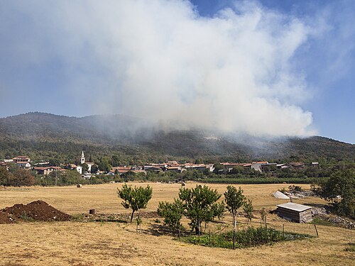 Lipa (Miren - Kostanjevica)
