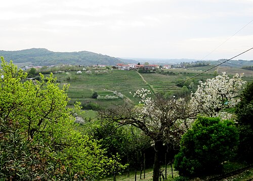 Plešivo (Brda)