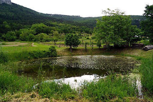 Movraž (Koper)